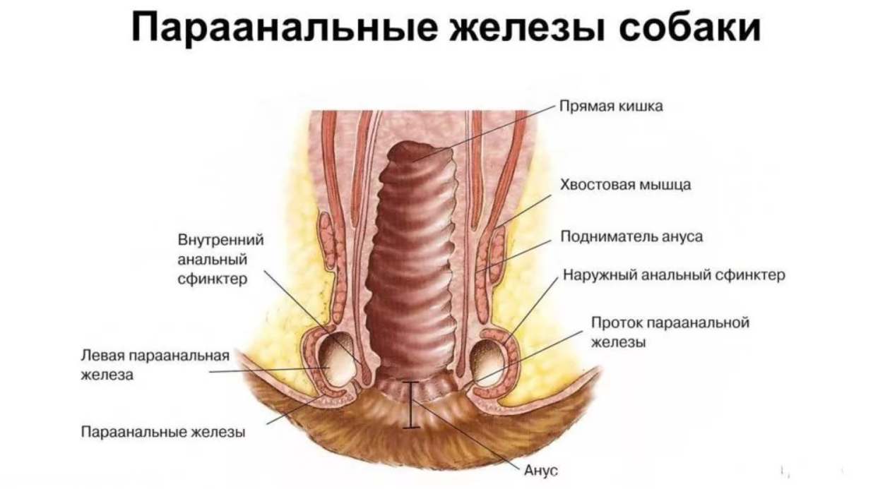 Анатомия параанальных желез собаки